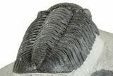 Prone Pedinopariops Trilobite - Mrakib, Morocco #287682-3